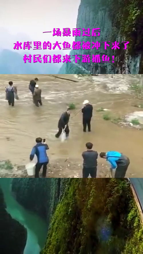 辟谣，暴雨后水中抓鱼并非明智之举