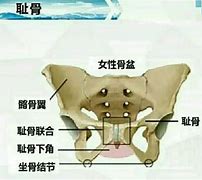 耻骨在什么位置示意图